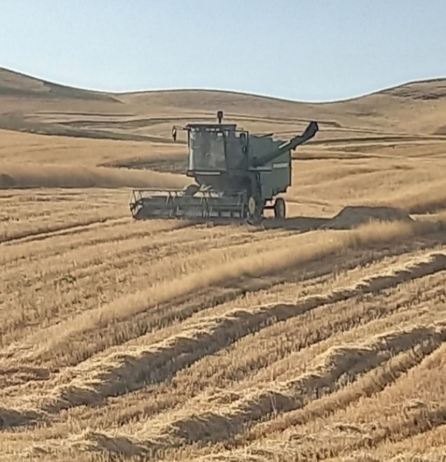 کمباین درو تبریز اهر گوجه بل ساری یرقان